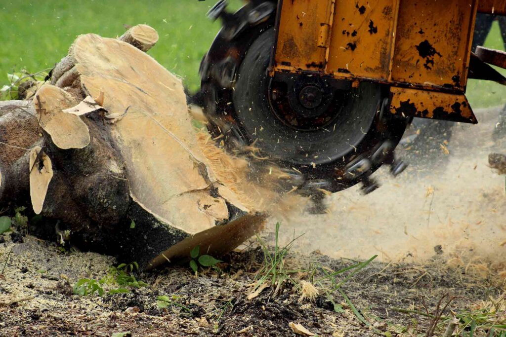 Featured How to remove a tree stump by grinding