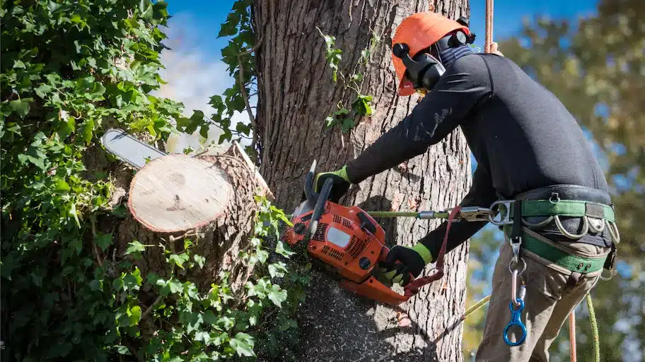 Man safety harnesses cuts tree 1