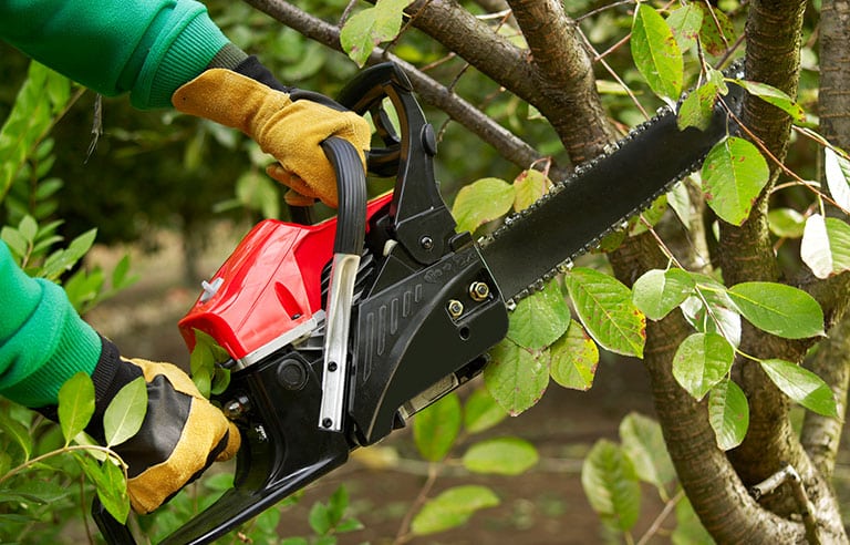 Tree Trimming and Reliability Hire a Contractor 1