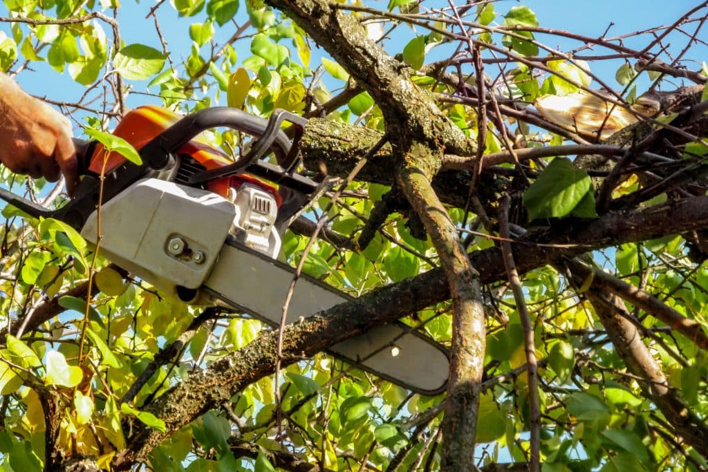 How to Cut Down a Palm Tree? DIY Guide