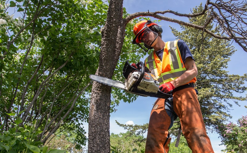 How to Trim a Palo Verde Tree? [Easy Diy Guide]